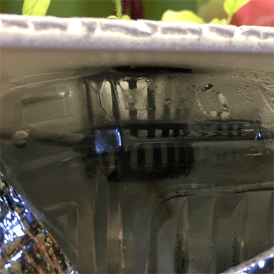 Holy Basil Tulsi Dec 30 2020 20 - New Hydroponic System for Krishna Tulsi (Seedlings Day 93 Seeds Day 35)