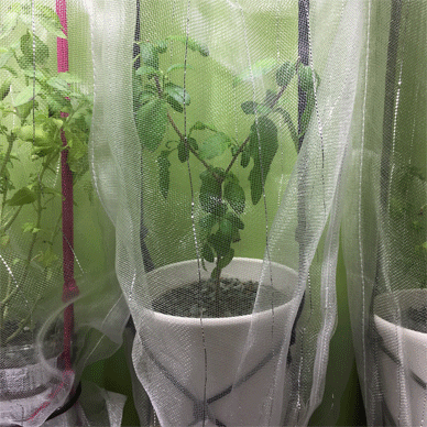Holy Basil Tulsi Dec 6 2020 8 - Krishna Tulsi 1gou Evening