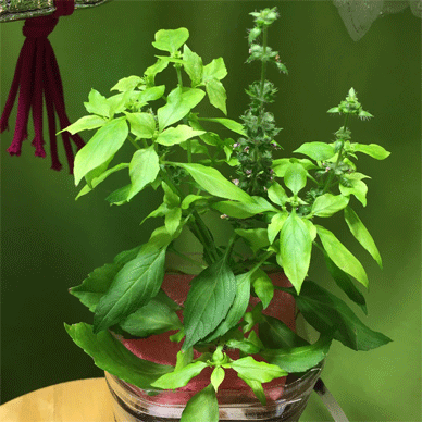 Holy Basil Tulsi Dec 8 2020 5 - Spikes of Outdoor Oya Tulsi in an Screen moved to indoor pot M