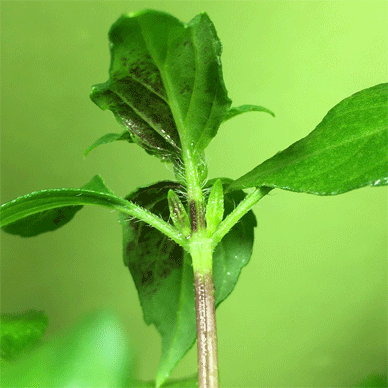 Holy Basil Tulsi Feb 10 2021 17 - Oya Tulsi 2gou got Purple Back