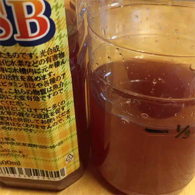 Holy Basil Tulsi Feb 11 2021 12 - Culturing PSB the Photosynthetic Bacteria for Soil Improvement