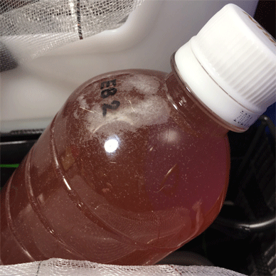 Holy Basil Tulsi Feb 11 2021 16 - Culturing PSB the Photosynthetic Bacteria for Soil Improvement