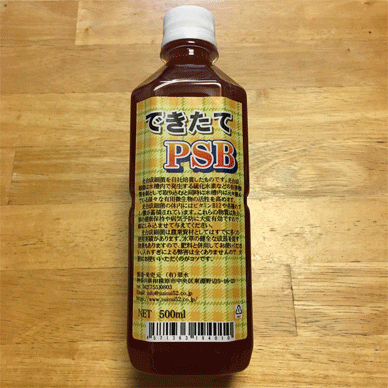 Holy Basil Tulsi Feb 11 2021 2 - Culturing PSB the Photosynthetic Bacteria for Soil Improvement