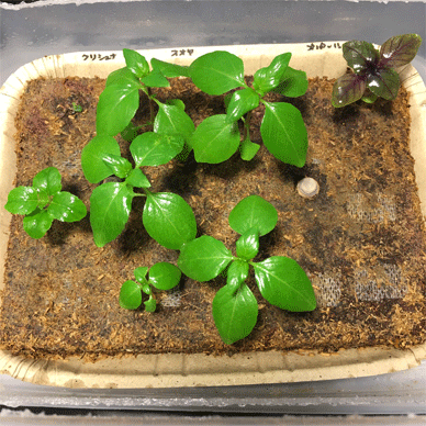 Holy Basil Tulsi Feb 12 2021 1 - Peat Ban the Coco Peat Substrate (Seedlings Day 66 Seeds Day 36)