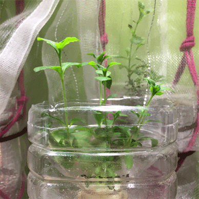 Holy Basil Tulsi Feb 13 2021 22 - Stevia Passive Water Culture in a PET bottle (Day 16)