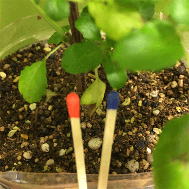 Holy Basil Tulsi Feb 13 2021 29 - Pest Control Using Matches against Fungus Gnat Larvae