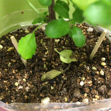 Holy Basil Tulsi Feb 13 2021 31 - Pest Control Using Matches against Fungus Gnat Larvae