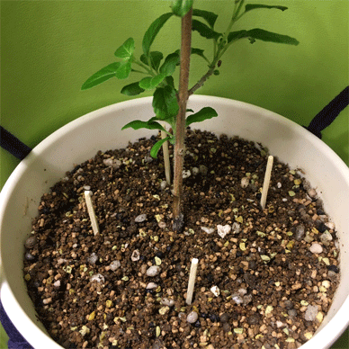 Holy Basil Tulsi Feb 13 2021 36 - Pest Control Using Matches against Fungus Gnat Larvae