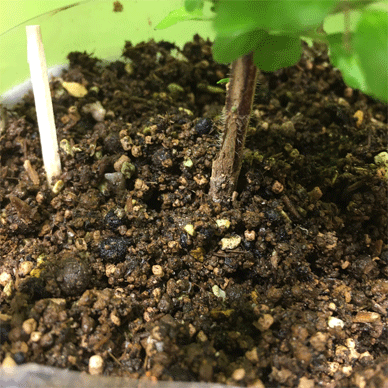 Holy Basil Tulsi Feb 19 2021 20 - Pest Control Using Matches against Fungus Gnat Larvae (Day 6)