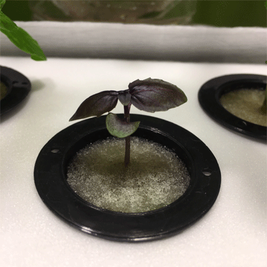 Holy Basil Tulsi Feb 19 2021 2 - Sponges of Hydroponic System can be cleaned with running water