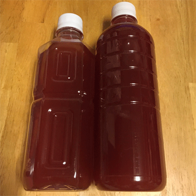 Holy Basil Tulsi Feb 19 2021 22 - Culturing PSB the Photosynthetic Bacteria for Soil Improvement (Day 8)