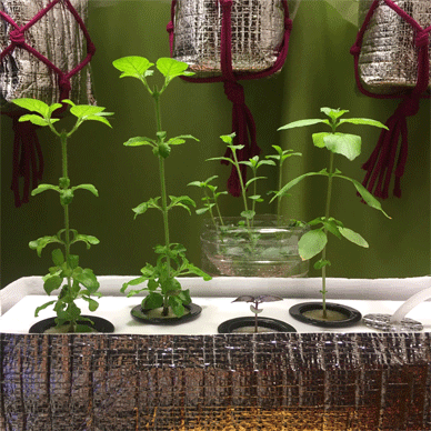 Holy Basil Tulsi Feb 19 2021 34 - Hydroponic System for Krishna Tulsi (Krishna Day 144 Oya Day 55 Opal Day 43)