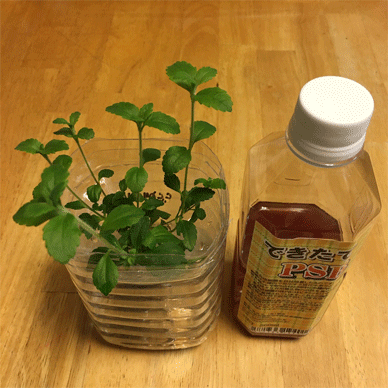 Holy Basil Tulsi Feb 19 2021 5 - Added PSB to Hydroponic Stevia for the first time