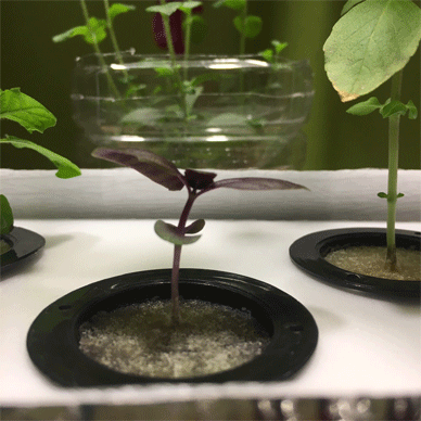 Holy Basil Tulsi Feb 22 2021 6 - Hydroponic System for Krishna Tulsi (Krishna Day 147 Oya Day 58 Opal Day 46)