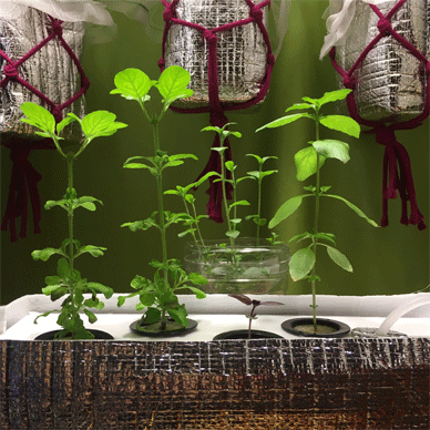 Holy Basil Tulsi Feb 22 2021 9 - Hydroponic System for Krishna Tulsi (Krishna Day 147 Oya Day 58 Opal Day 46)