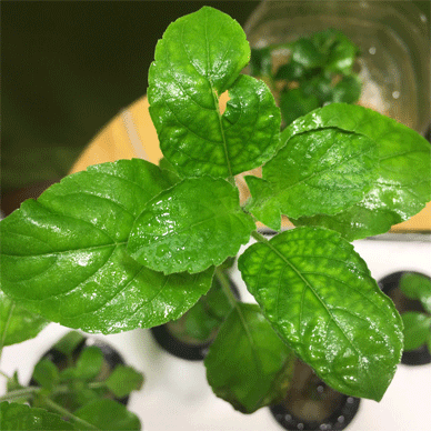 Holy Basil Tulsi Feb 3 2021 11 - Hydroponic System for Krishna Tulsi (Krishna Day 128 Oya Day 39 Opal Day27)
