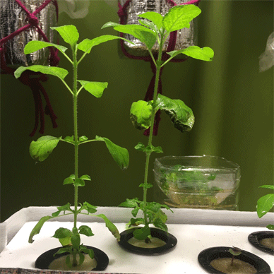 Holy Basil Tulsi Feb 3 2021 12 - Hydroponic System for Krishna Tulsi (Krishna Day 128 Oya Day 39 Opal Day27)