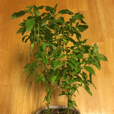 Holy Basil Tulsi Feb 4 2021 11 - Wintering Oya Tulsi from Yuko san Top Pinching