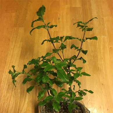 Holy Basil Tulsi Feb 4 2021 15 - Wintering The Last Krishna Tulsi 2020 Top Pinching