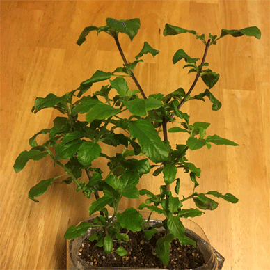 Holy Basil Tulsi Feb 4 2021 16 - Wintering The Last Krishna Tulsi 2020 Top Pinching