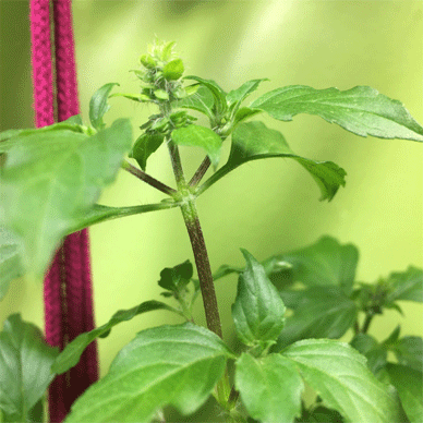 Holy Basil Tulsi Feb 4 2021 2 - Wintering Oya Tulsi 2gou Flower Bud Pinching