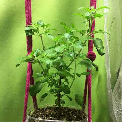 Holy Basil Tulsi Feb 4 2021 4 - Wintering Krishna Tulsi 2gou