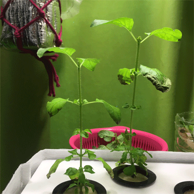 Holy Basil Tulsi Feb 4 2021 6 - Wintering Hydroponic Krishna Tulsi Top Pinching