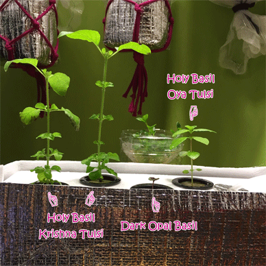 Holy Basil Tulsi Feb 7 2021 20 - Hydroponic System for Krishna Tulsi (Krishna Day 132 Oya Day 43 Opal Day 31)