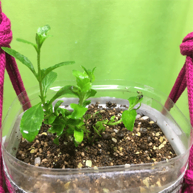 Holy Basil Tulsi Feb 8 2021 1 - Stevia Soil Culture in a PET bottle Self Watering Pot (Day 11)