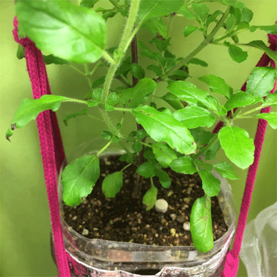 Holy Basil Tulsi Feb 8 2021 27 - EBIOS to strengthen immunity of Wintering Indoor Plants