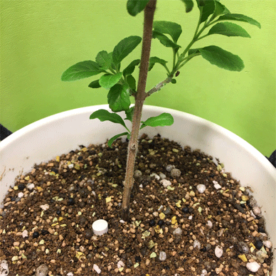 Holy Basil Tulsi Feb 8 2021 29 - EBIOS to strengthen immunity of Wintering Indoor Plants