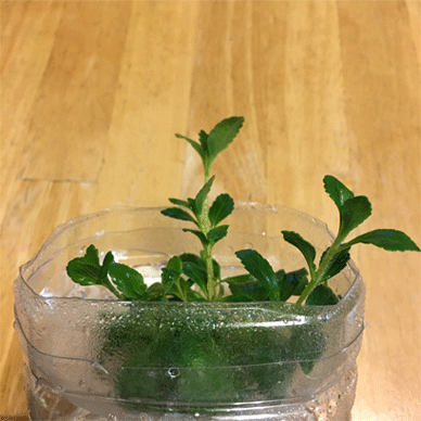 Holy Basil Tulsi Feb 8 2021 3 - Stevia Passive Water Culture in a PET bottle (Day 11)