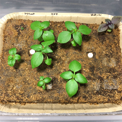 Holy Basil Tulsi Feb 8 2021 33 - EBIOS to strengthen immunity of Wintering Indoor Plants
