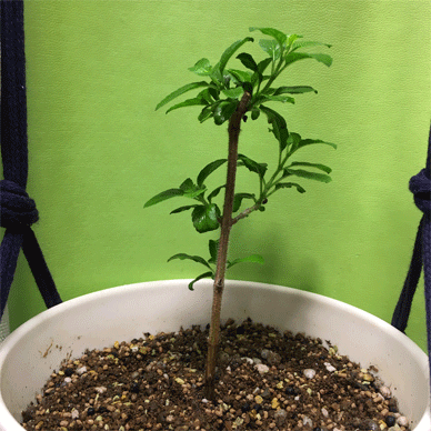 Holy Basil Tulsi Feb 8 2021 8 - Krishna Tulsi 1gou with Gekiryokuzai