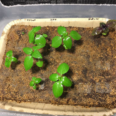 Holy Basil Tulsi Feb 8 2021 9 - Peat Ban the Coco Peat Substrate (Seedlings Day 62 Seeds Day 32)
