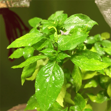 Holy Basil Tulsi Jan 11 2021 12 - Spikes of Outdoor Oya Tulsi in an Screen moved to indoor pot E