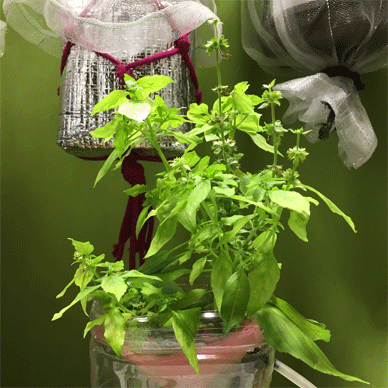Holy Basil Tulsi Jan 1 2021 10 - Spikes of Outdoor Oya Tulsi in an Screen moved to indoor pot E