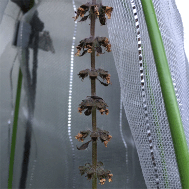 Holy Basil Tulsi Jan 1 2021 3 - Oya Tulsi with Insect Repellent Screen Evening