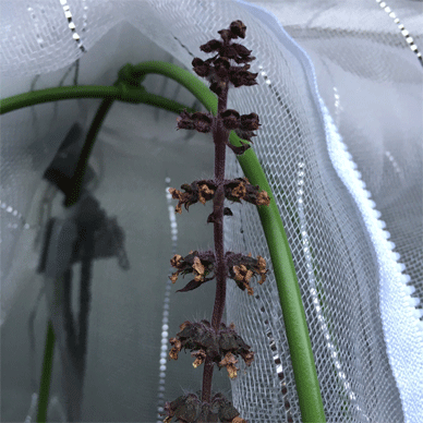 Holy Basil Tulsi Jan 1 2021 4 - Oya Tulsi with Insect Repellent Screen Evening