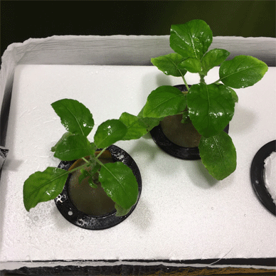 Holy Basil Tulsi Jan 13 2021 13 - New Hydroponic System for Krishna Tulsi (Krishna Day 107 Oya Day 18)