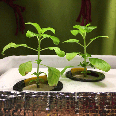 Holy Basil Tulsi Jan 13 2021 14 - New Hydroponic System for Krishna Tulsi (Krishna Day 107 Oya Day 18)