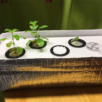 Holy Basil Tulsi Jan 13 2021 18 - New Hydroponic System for Krishna Tulsi (Krishna Day 107 Oya Day 18)
