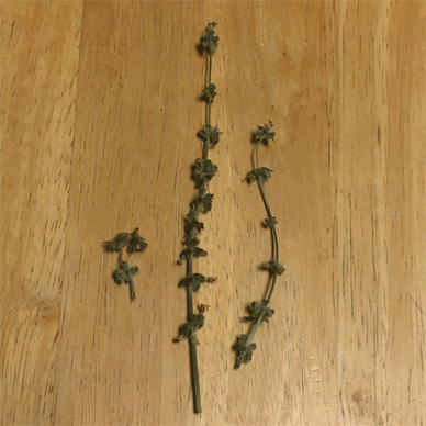 Holy Basil Tulsi Jan 14 2021 34 - Spikes of Outdoor Oya Tulsi in an Screen moved to indoor pot E