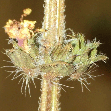 Holy Basil Tulsi Jan 16 2021 5 - Oya Tulsi with Anti Bug Screen Home Seed Raising