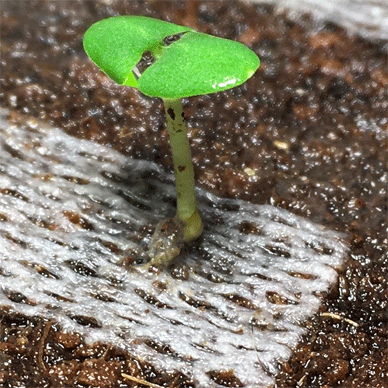 Holy Basil Tulsi Jan 17 2021 1 - Peat Ban the Coco Peat Sunstrate (Seedlings Day 40 Seeds Day 10)