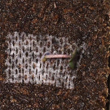 Holy Basil Tulsi Jan 17 2021 24 - Peat Ban the Coco Peat Substrate (Seedlings Day 40 Seeds Day 10)