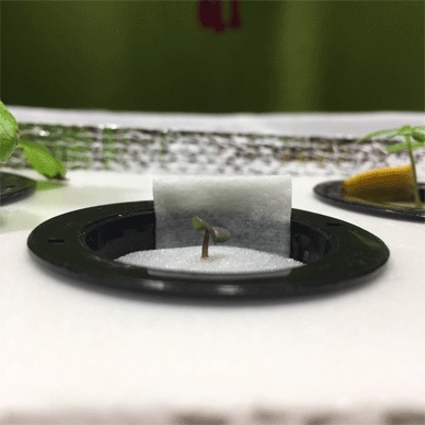Holy Basil Tulsi Jan 17 2021 27 - Hydroponic System for Krishna Tulsi (Krishna Day 111 Oya Day 22 Opal Day10)