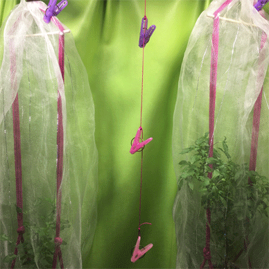 Holy Basil Tulsi Jan 20 2021 3 - Simple hanger to dry Holy Basil Spikes for Home Seed Raising