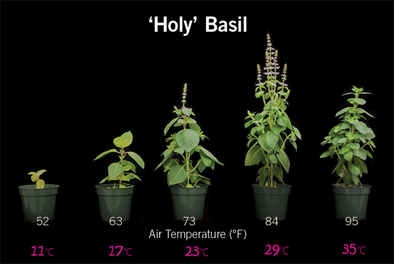 この画像のオリジナルサイトを開きます Holy Basil Tulsi Jan 23 2021