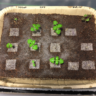 Holy Basil Tulsi Jan 27 2021 3 - Peat Ban the Coco Peat Substrate (Seedlings Day 50 Seeds Day 20)
